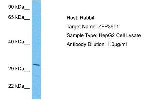 Host: Rabbit Target Name: ZFP36L1 Sample Tissue: Human HepG2 Whole Cell Antibody Dilution: 1ug/ml (ZFP36L1 anticorps  (N-Term))