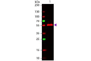 Western Blot of ATTO 647N conjugated Goat anti-Mouse IgG3 (gamma 3 chain) Pre-adsorbed secondary antibody. (Chèvre anti-Souris IgG3 (Heavy Chain) Anticorps (Atto 647N) - Preadsorbed)