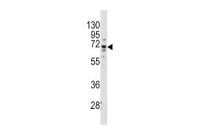 Western blot analysis of anti-FZD1 Antibody (center) (ABIN389236 and ABIN2839386) in Hela cell line lysates (35 μg/lane). (FZD1 anticorps  (AA 367-396))