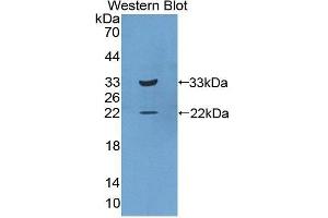 IL20RB antibody  (AA 37-290)