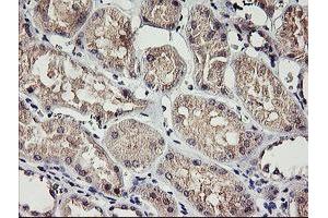 Immunohistochemical staining of paraffin-embedded Human Kidney tissue using anti-RAMP2 mouse monoclonal antibody. (RAMP2 anticorps)