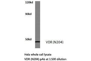 Western blot (WB) analysis of VDR antibody in extracts from Hela cells. (Vitamin D Receptor anticorps)