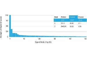 Analysis of Protein Array containing more than 19,000 full-length human proteins using CD21 Mouse Monoclonal Antibody (CR2/1952) Z- and S- Score: The Z-score represents the strength of a signal that a monoclonal antibody (MAb) (in combination with a fluorescently-tagged anti-IgG secondary antibody) produces when binding to a particular protein on the HuProtTM array.