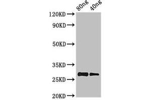Western Blot Positive WB detected in Recombinant protein All lanes: PRL antibody at 2. (Prolactin anticorps  (AA 31-229))