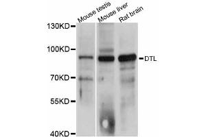 Western blot analysis of extracts of various cell lines, using DTL antibody. (CDT2/RAMP anticorps)