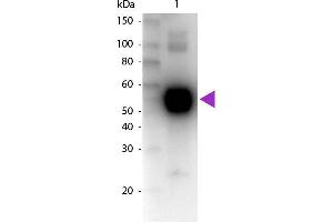 Western Blot of Biotin Conjugated Goat Anti-Rat IgA (Alpha chain) Secondary Antibody. (Chèvre anti-Rat IgA (Heavy Chain) Anticorps (Biotin) - Preadsorbed)