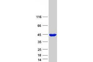 Validation with Western Blot