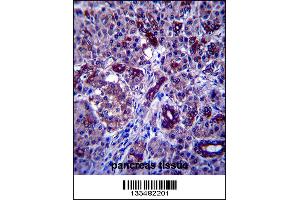 PPP1R3F Antibody immunohistochemistry analysis in formalin fixed and paraffin embedded human pancreas tissue followed by peroxidase conjugation of the secondary antibody and DAB staining. (PPP1R3F anticorps  (C-Term))