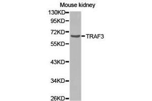 Western Blotting (WB) image for anti-TNF Receptor-Associated Factor 3 (TRAF3) antibody (ABIN1875193) (TRAF3 anticorps)