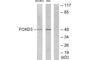 Western blot analysis of extracts from HUVEC cells and 293 cells, using FOXD3 antibody. (FOXD3 anticorps  (Internal Region))