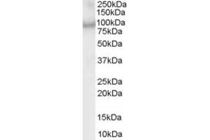 ABIN185097 (1µg/ml) staining of MOLT4 lysate (35µg protein in RIPA buffer).