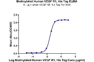 Immobilized Human VEGF165 at 1 μg/mL (100 μL/well) on the plate.