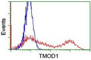 HEK293T cells transfected with either RC201134 overexpress plasmid (Red) or empty vector control plasmid (Blue) were immunostained by anti-TMOD1 antibody (ABIN2454777), and then analyzed by flow cytometry. (Tropomodulin 1 anticorps)