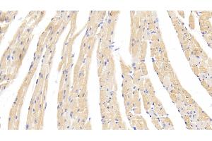 Detection of CASP1 in Mouse Cardiac Muscle Tissue using Polyclonal Antibody to Caspase 1 (CASP1)