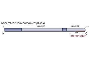 Image no. 1 for anti-Caspase 4, Apoptosis-Related Cysteine Peptidase (CASP4) antibody (ABIN967534)