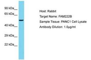 Image no. 1 for anti-Family with Sequence Similarity 222, Member B (FAM222B) (AA 435-484) antibody (ABIN6750640) (FAM222B anticorps  (AA 435-484))