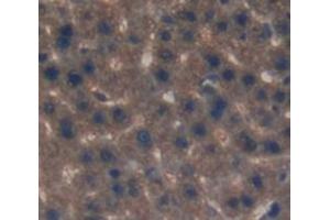 IHC-P analysis of Rat Tissue, with DAB staining. (LIPC anticorps  (AA 191-466))