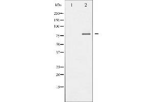 Western blot analysis of FOXO1/3/4-pan phosphorylation expression in Serum treated 293 whole cell lysates,The lane on the left is treated with the antigen-specific peptide. (FOXO1/3/4-pan anticorps  (pThr24, pThr32))