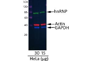 Western Blotting (WB) image for Donkey anti-Mouse IgG (Heavy & Light Chain) antibody (DyLight 680) - Preadsorbed (ABIN7446375)