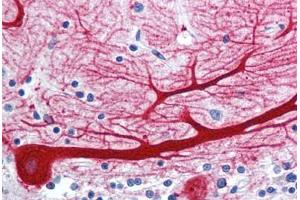 Anti-WNT10B antibody  ABIN1049470 IHC staining of human brain, cerebellum.