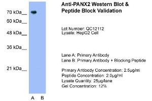 Host:  Rabbit  Target Name:  PANX2  Sample Type:  HepG2  Lane A:  Primary Antibody  Lane B:  Primary Antibody + Blocking Peptide  Primary Antibody Concentration:  2. (Pannexin 2 anticorps  (N-Term))