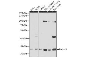 Western blot analysis of extracts of various cell lines, using Endo G antibody (ABIN1679714, ABIN3015249, ABIN3015251 and ABIN6213901) at 1:1000 dilution. (Endonuclease G anticorps  (AA 49-297))