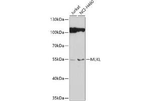 Western blot analysis of extracts of various cell lines, using MLKL antibody (ABIN6130557, ABIN6143881, ABIN6143885 and ABIN6217453) at 1:1000 dilution. (MLKL anticorps)