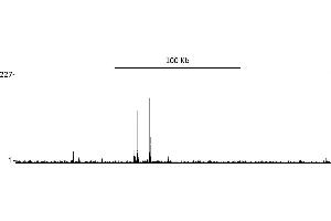 ChIP DNA-Sequencing (ChIP-seq) image for anti-Estrogen Receptor 1 (ESR1) (AA 1-50) antibody (ABIN7454639) (Estrogen Receptor alpha anticorps  (AA 1-50))