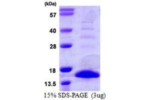 SDS-PAGE (SDS) image for S100 Calcium Binding Protein A9 (S100A9) (AA 1-113) protein (His tag) (ABIN667929)