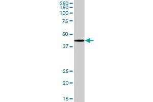 POU2F2 MaxPab rabbit polyclonal antibody.