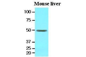 The extracts of mouse liver (30 ug) were resolved by SDS-PAGE, transferred to nitrocellulose membrane and probed with anti-human EPHX1 (1:1000). (EPHX1 anticorps  (AA 21-455))