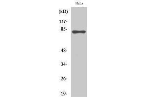Western Blotting (WB) image for anti-RAD17 (RAD17) (pSer645) antibody (ABIN3172995) (RAD17 anticorps  (pSer645))