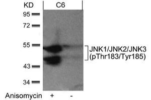 Western blot analysis of extracts from C6 cells untreated or treated with anisomycin using JNK1/JNK2/JNK3(phospho-Thr183/Tyr185) Antibody. (MAPK8/MAPK9/MAPK1 (pThr183), (pTyr185) anticorps)