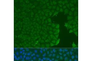 Immunofluorescence analysis of U2OS cells using CD31 Polyclonal Antibody at dilution of 1:100. (CD31 anticorps)