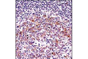 anti-Vasodilator-Stimulated phosphoprotein (VASP) (AA 267-296), (C-Term) antibody
