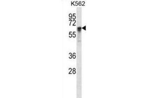 Western Blotting (WB) image for anti-Nuclear RNA Export Factor 1 (NXF1) antibody (ABIN2998058) (NXF1 anticorps)