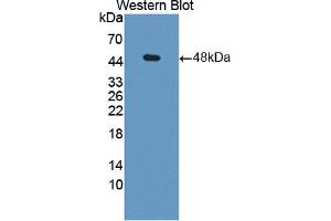 Western blot analysis of recombinant Human PGK1.