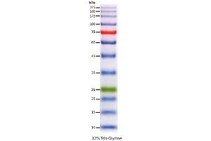SDS-PAGE (SDS) image for ExcelBand™ Enhanced 3-color High Range Protein Marker (ABIN5662609)