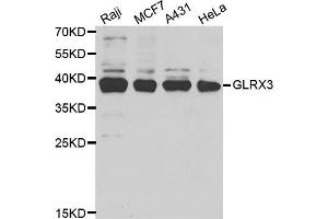 Western Blotting (WB) image for anti-Glutaredoxin 3 (GLRX3) antibody (ABIN1980259) (GLRX3 anticorps)