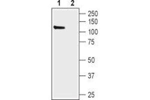 Western blot analysis of rat brain lysate: - 1.