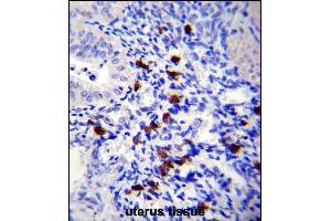 TNN Antibody (Center) (ABIN657541 and ABIN2846556) immunohistochemistry analysis in formalin fixed and paraffin embedded human uterus tissue followed by peroxidase conjugation of the secondary antibody and DAB staining. (Tenascin N anticorps  (AA 587-615))