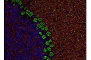 Indirect immunostaining of PFA fixed, paraffin embedded mouse cerebellum section with anti RIM 1 (dilution 1 : 500; red) and Guinea pig anti-Calbindin (, dilution 1 : 500; green).