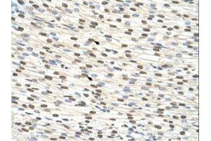 Image no. 3 for anti-Zinc Finger Protein 274 (ZNF274) (AA 87-136) antibody (ABIN203353) (ZNF274 anticorps  (AA 87-136))