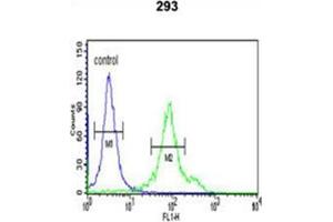 Flow cytometric analysis of 293 cells using CYP27B1 Antibody (C-term) Cat. (CYP27B1 anticorps  (C-Term))