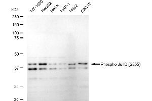 Western blotting analysis using Phospho-JunD (S255) antibody (ABIN7799144).