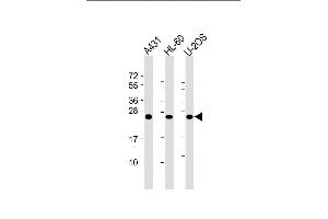 Lane 1: A431 Cell lysates, Lane 2: HL-60 Cell lysates, Lane 3: U-2OS Cell lysates, probed with RAB5C (1616CT314. (Rab5c anticorps)