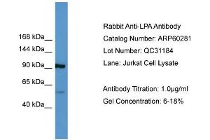 WB Suggested Anti-LPA  Antibody Titration: 0. (LPA anticorps  (Middle Region))