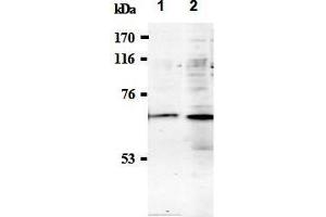Western Blotting (WB) image for anti-Synaptotagmin I (SYT1) (AA 1-20), (N-Term) antibody (ABIN1449190) (SYT1 anticorps  (N-Term))