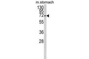 Western Blotting (WB) image for anti-Transcription Elongation Regulator 1-Like (TCERG1L) antibody (ABIN3003948) (TCERG1L anticorps)