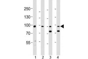 Western blot analysis of lysate from 1) human A431, 2) mouse NIH3T3 cell line, 3) mouse brain and 4) rat brain tissue lysate using Ephb1 antibody at 1:1000.